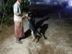 Dog for Sale
