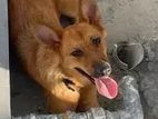 Dog For Sell