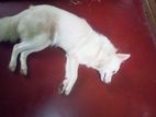 Dog for sell