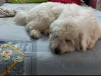 Dog Lasa