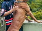 Dog Of Sell