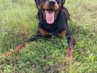 DOG-Rottweiler