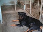Dog (rottweiler Pair )
