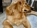 Golden Retriever Dog