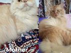 Doll face male orginal Persian