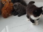 Doll Face Persian Cat