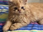 Doll Face Persian Cat