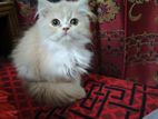 Doll Face Persian Cat