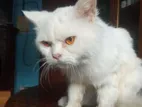 Doll Face Persian Cat Male