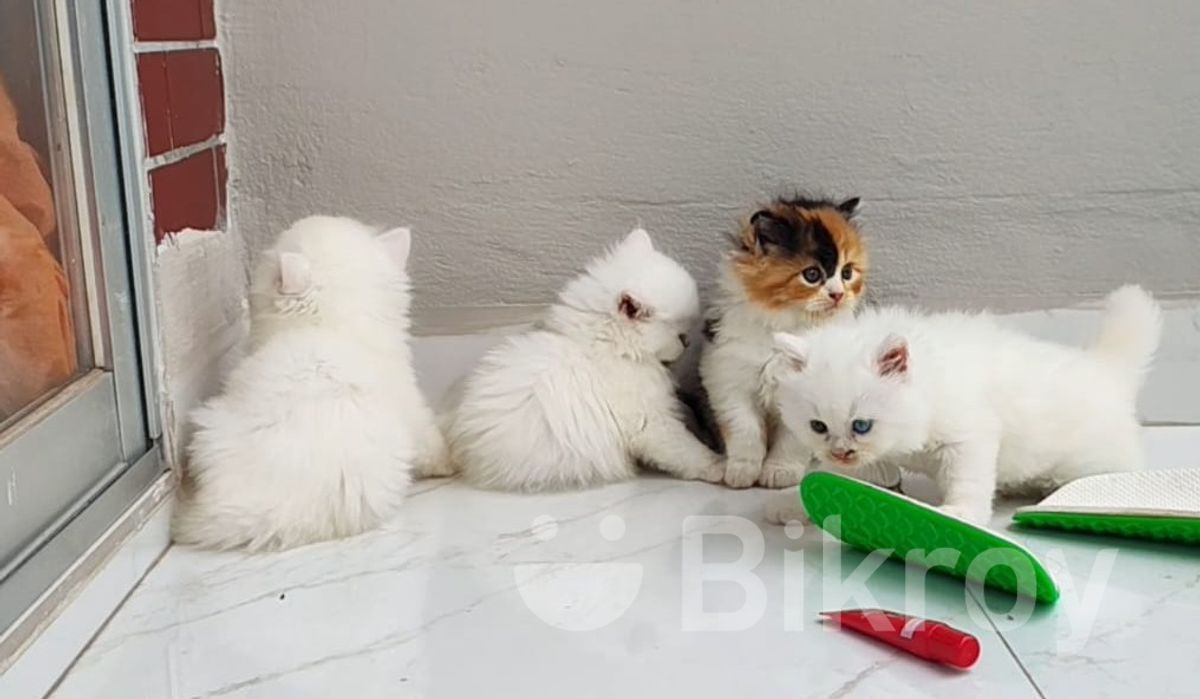Doll Face Persian Calico Persian Cat For Sale Persian Cat Cost