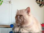 Doll Face Persian Male Cat Sale (Potty Trained Full Vaccinated Age:1.3)