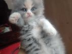 Doll Face Pure Persian Kittens