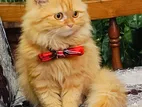 Dollface Pure Persian Ginger Kitten