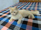 Dollface Traditional Persian Female Kitten
