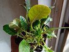 Dorstenia Foetoda Plant