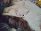 Double Coat Mix Breed Kitten sell