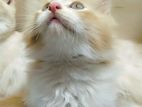 Double Coat Persian Cat