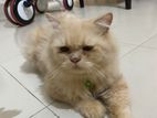 double coat pure Persian adult male