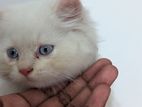 Double coated blue eyes Persian kitten