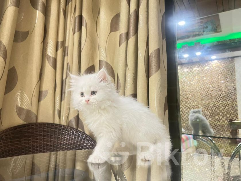 Double coated Persian cat for Sale in Uttara Bikroy