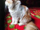 Double code Male cat