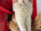 Double cotted Persian female cat