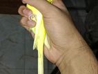Double Flower Crested Yellow Jp Pair
