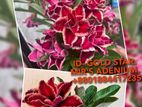 Double petal Adenium for sell