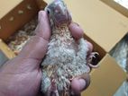 Double red factor pineapple conure baby