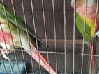 double red factor pineapple conure breeding pair