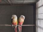 Double Red Factor Pineapple Conure Master Pair