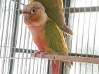 Double Red Factors Pineapple Conure