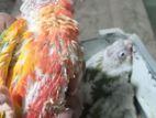 Double red fectore tem size pineapple conure baby