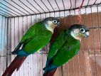 Double side red factor conure