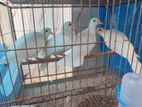 Dove 3 Pair