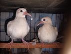 Dove baby pair