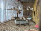 Dove Birds .. Red.. Silver.. Black