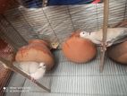 Dove sell