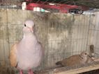 Australian Dove