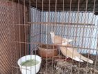 Dove gughu pigeon kobutor baccha deshi
