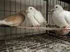 Dove Pairs