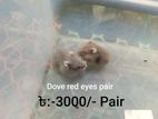 Dove Red eyes Hamstar Pair