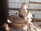 Dove with 2baby