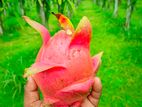 Dragon Fruit for sell