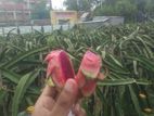 Dragon fruit