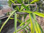 Dragon Fruit Plant