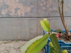 Dragon Fruit Plant For Sell