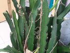 Dragon fruit trees for sell low price