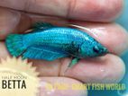 Dragon King Halfmoon betta (Female)