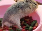 Drawf Hamster Female